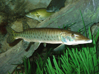 muskie